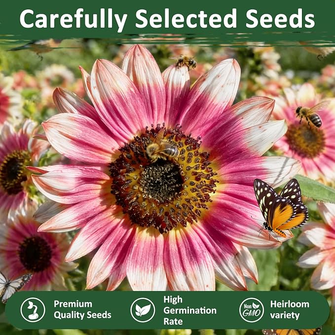 300+ Sunflower Seeds for Planting – Rare Strawberry Pink Sunflower Seeds Ornamental Blooms, Open Pollinated, Easy to Grow Flower Seeds for Garden, Outdoor Planting & Landscaping 0.35 Oz