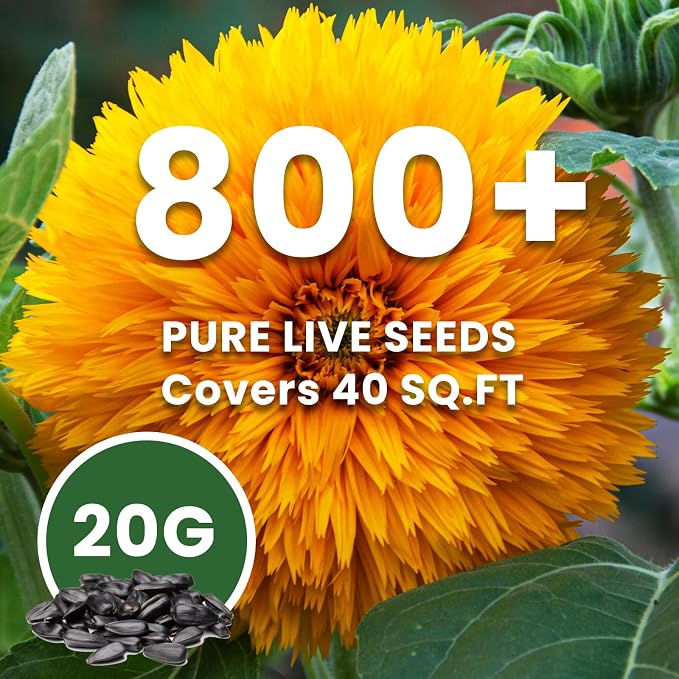 800+ Giant Teddy Bear Sunflower Seeds – Fluffy Double Yellow Petals – Extra Large Blooms, Open Pollinated, Easy to Grow for Outdoor Garden (Teddy Bear Sunflower)