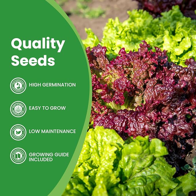 7 Variety Mix Lettuce Seeds - 7000+ Heirloom Lettuce Seeds for Planting Including Romaine, Butter Lettuce, Iceberg Lettuce, etc - Outdoor Hydroponics Gardens Fresh Leafy Green Vegetables Easy to Grow