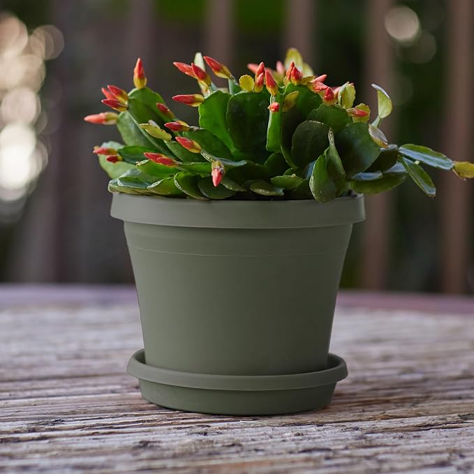 Bloem 6" Terra Round Plant Saucer, Lightweight UV-Resistant Resin Outdoor & Indoor Flower Pot Tray - Traditional Design and Durable for Garden and Home Décor - Fits 6-inch Planter Pots, Living Green