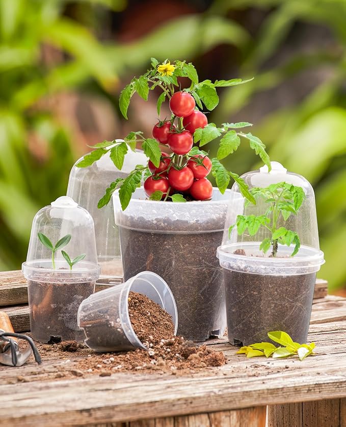 homenote Clear Nursery Pots for Plants,4 Inch Plant Pot for Planting with Humidity Domes Plastic Seedling with Drainage Holes Seed Starter Flower High Transparency (30 Pack)