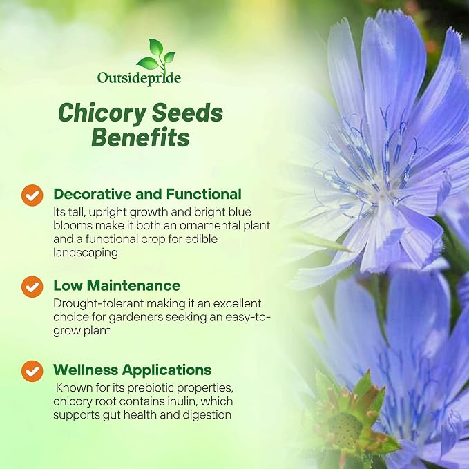 Outsidepride Chicory Seeds for Planting - 1 lb. Perennial, Easy to Grow & Drought Tolerant, Flower Seeds with Clustered Pastel Blue Blooms for Garden Pastures & Wildflower Meadows