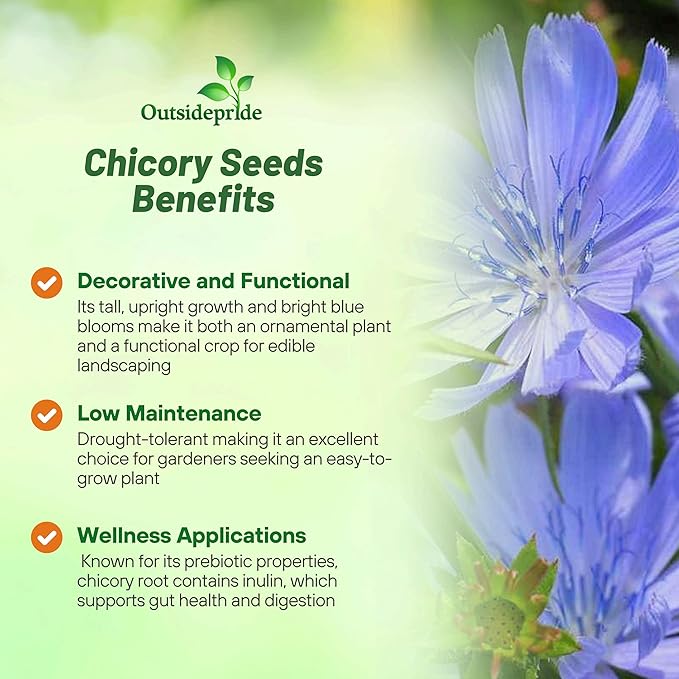 Outsidepride Chicory Seeds for Planting - 1/4 lb. Perennial, Easy to Grow & Drought Tolerant, Flower Seeds with Clustered Pastel Blue Blooms for Garden Pastures & Wildflower Meadows
