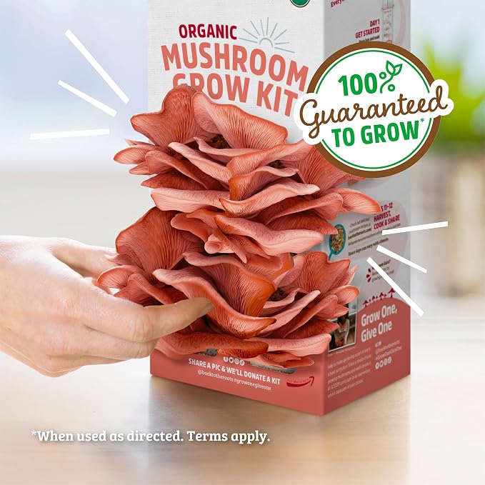 Back to the Roots Organic Pink Mushroom Grow Kit, Harvest Gourmet Mushrooms in 10 Days (Pack of 2)