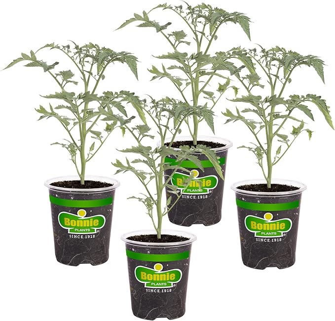 Bonnie Plants Early Girl Tomato 19.3 oz. 4-pack