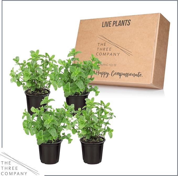 Live Herb - Mint (4 Per Pack), Aromatic and Health Enhancer, Naturally Improves Breathing and Air Quality, 8" Tall by 4" Wide