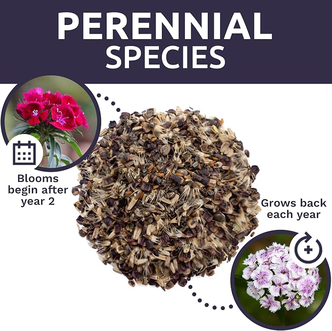 Perennial Wildflower Seeds Mixture - Bulk 1/4 Pound Bag - Over 60,000 Pure Live Seed - Open Pollinated and Non GMO