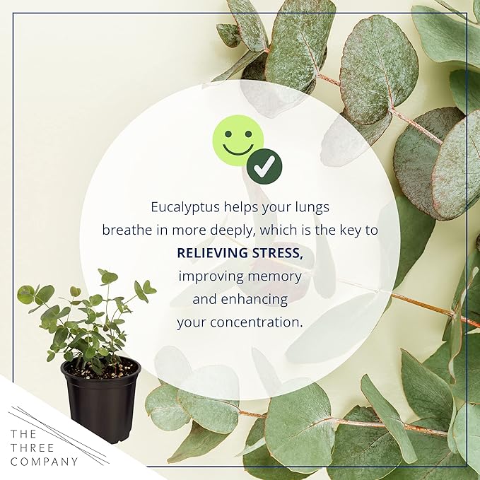 Live Herb - Eucalyptus (4 Per Pack), Aromatic and Health Enhancer, Natural Air Purifier, 10" Tall by 3" Wide