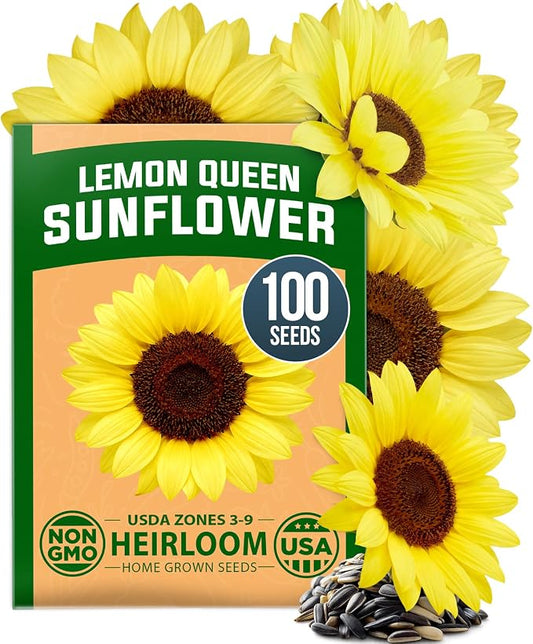 HOME GROWN Lemon Queen Sunflower Seeds for Planting Outdoors – 100 Heirloom Non-GMO Giant Sunflower Seeds to Plant, Open-Pollinated Multi-Bloom Cut Flowers, Heat & Drought Tolerant (Helianthus annuus)