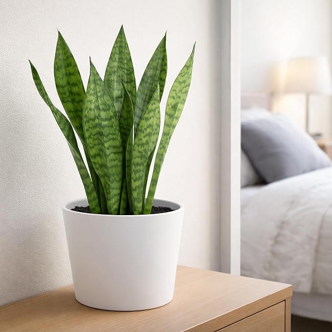 Phoenix Vine 6.6 Inch White Plastic Cachepot with Clear Nursery Pot, Decorative Lightweight Planter Cover with Transparent Inner Pot for Indoor Houseplants, Pack of 2, 24-C-D-2