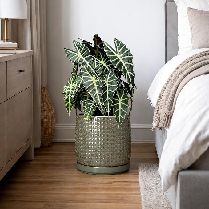 D'vine Dev 8 Inch Ceramic Beaded Stoneware Planter Pot - Flower Pot with Drainage Holes and Saucers for Indoor Succulent Plants or Flowers, Olive, 27-C-Q-0