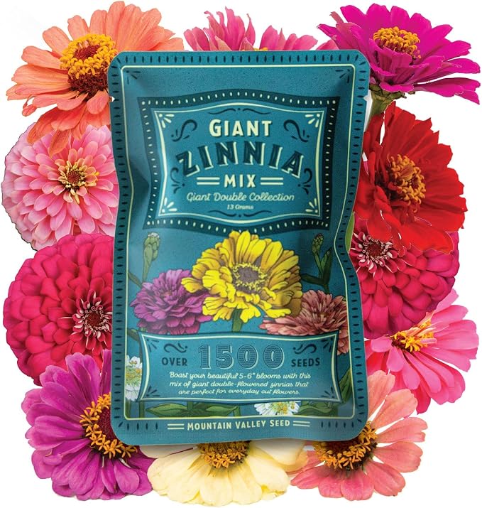 Zinnia Seeds for Planting Outdoors ~1,500 California Giant Mix Zinnia Seeds - Beautiful 4' Tall Wildflower Blossoms - Zinnia elegans Pollinator Seed Mix - Bright, Cheerful Annual Flower Seed