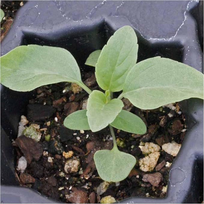 Seed Needs Sapphire Sage Seeds to Plant Blue Salvia Flowers 10 Pack