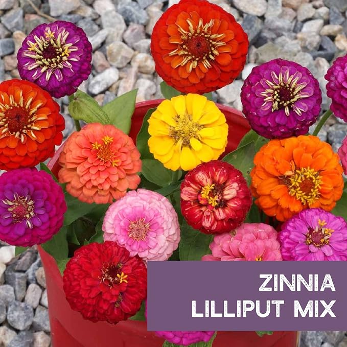Zinnia Seeds for Outdoor Planting – ~3,000 Lilliput Semi-Dwarf Zinnia Seeds – 1–2" Dwarf Pompom-Style Blooms – Zinnia elegans Pollinator-Friendly Annual Flower Mix