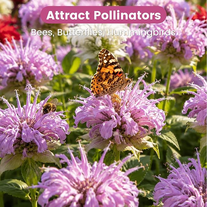 4000+ Bee Balm Seeds for Planting, Color Mix Native Wildflower Seeds, Heirloom & Open Pollinated Perennial Flower Seeds to Plant Outside Flower Herb Garden