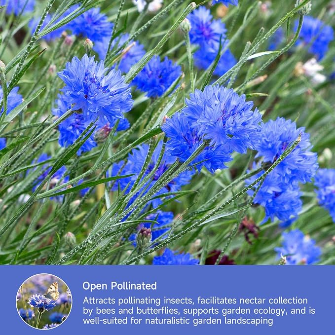 Groundio Bachelor Button Seeds Tall Blue, 6000+ Non-GMO Heirloom Cornflower Seeds, Friendly Flower Seeds Easy to Grow, Perfect for Wildflower & Pollinator Gardens (Centaurea cyanus)