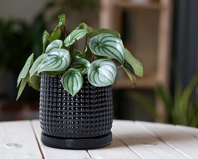 D'vine Dev 6 Inch Ceramic Beaded Stoneware Planter Pot - Flower Pot with Drainage Holes and Saucers for Indoor Succulent Plants or Flowers, Glossy Black, 27-C-X-2