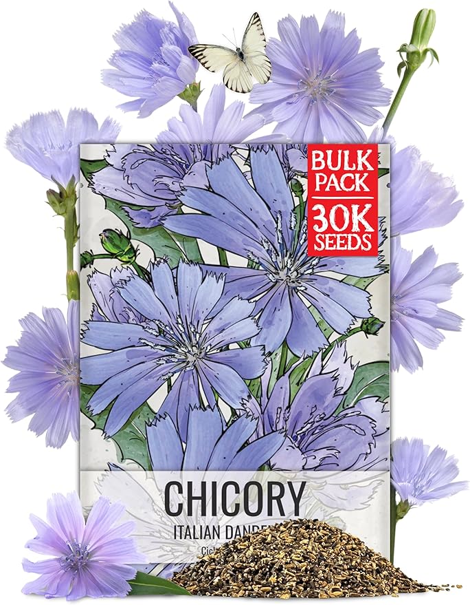 Seed Needs Italian Dandelion Chicory Herb Seeds 30,000 Seeds Bulk Pack