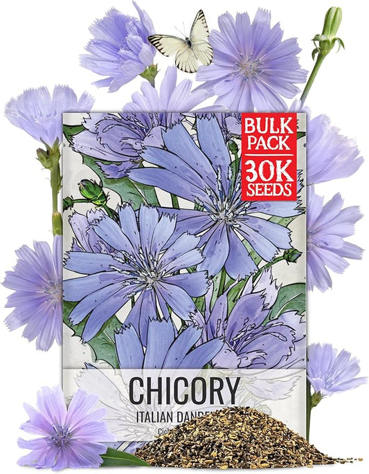 Seed Needs Italian Dandelion Chicory Herb Seeds 30,000 Seeds Bulk Pack