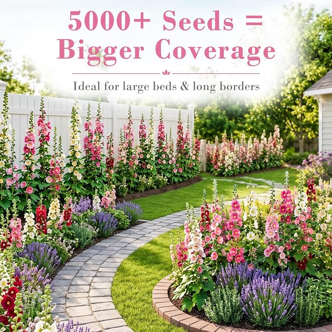 5000+ Hollyhock Seeds Bulk Pack - Mixed Color Tall Cottage Garden Blooms, Outdoor Flower Seeds for Fence Line Borders, Full Sun to Partial Shade