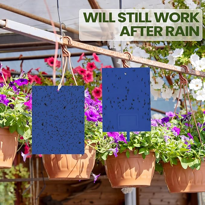 Qualirey 100 Pcs Blue Sticky Traps for Gnats, 6 x 8 Inch Dual Sided Gnat Traps for Indoor Outdoor Plants, Fungus Gnat Sticky Cards for Fruit Flies Whiteflies Thrips, Twist Ties and Plastic Holders