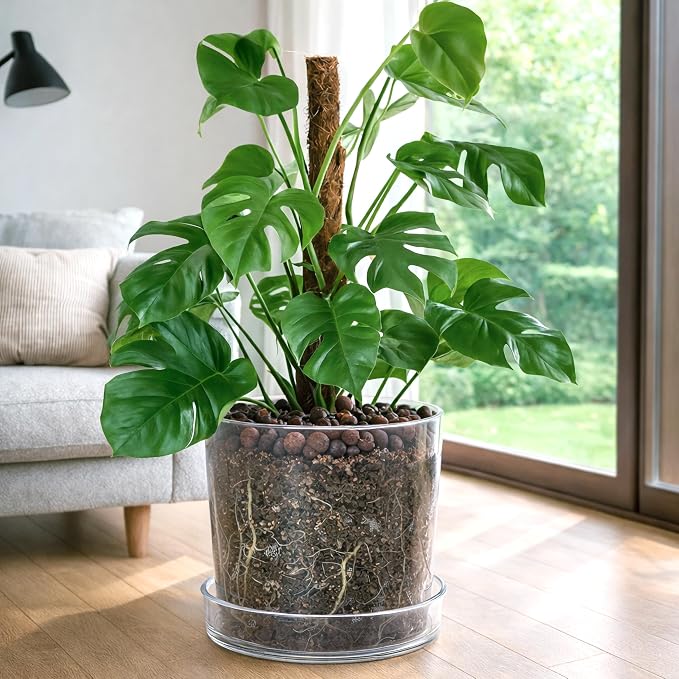 Phoenix Vine 10 Inch 12 Inch Clear Acrylic Houseplants Planter Pot with Tray, Orchid Pot with Drainage Holes, Deep Saucer for Bottom Watering, Transparent Containers for Indoor Plants, Herbs, 91-B-Z