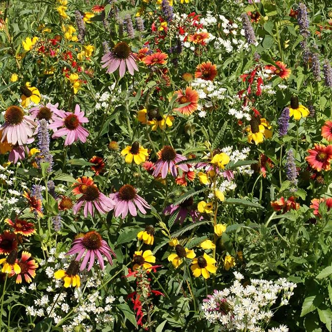 Eden Brothers Native Eastern Xeriscape Flower Seed Mix, 1/4lb,16 Drought Tolerant Wild Flower Seed Varieties,100% Pure No Fillers,Native Seeds for Planting Outdoors,Attracts Pollinators & Hummingbirds