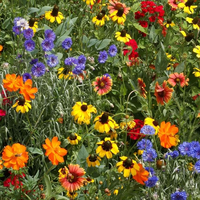 Eden Brothers Native Southeast Wildflower Seed Mix, 1/4lb,18 Wild Flower Seed Varieties, 100% Pure Seed No Fillers, Bulk Wildflower Seeds for Planting Outdoors, Attracts Pollinators & Hummingbirds