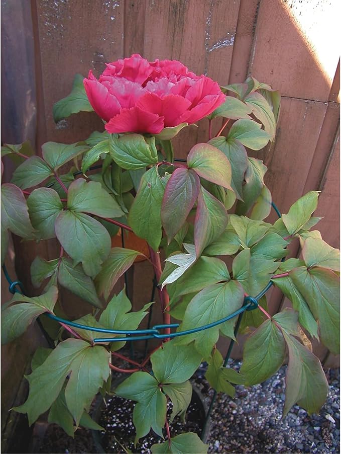 Luster Leaf 967 Small Single Peony Flower Support