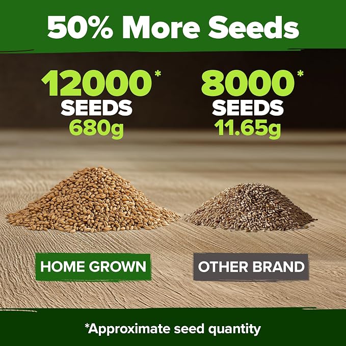 HOME GROWN Hard Red Winter Wheatgrass Seeds 12,000+ Bulk 1.5 lb Heirloom Non-GMO, Sprouting for Juicing, Healthy Smoothies, Pet Cat Grass, Microgreens, Indoor Garden (Triticum aestivum)