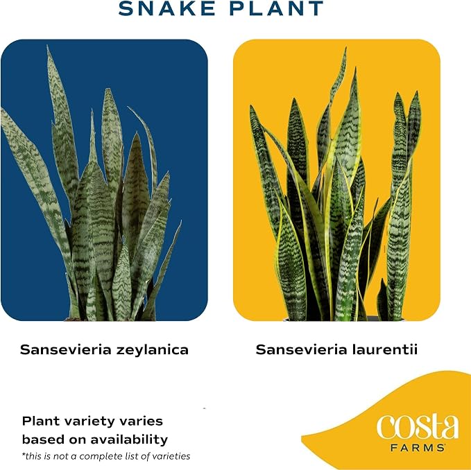 Costa Farms Snake Plant Live Houseplants (2-Pack), Sansevieria in Decor Pots, Live Indoor Plants for Low Light, Easy Care Succulents for Plant Shelf, Home Decor & Office Desk, 8-12 Inches Tall