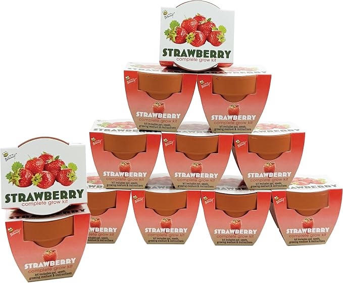 Buzzy Seeds Alpine Strawberry Grow Kit 12-Pack - Mini Terracotta Pot Grow Set - Complete Indoor/Outdoor Gardening Kit with Seeds, Coconut Husk Growing Medium & Genuine Pots - 100% Grow Guarantee