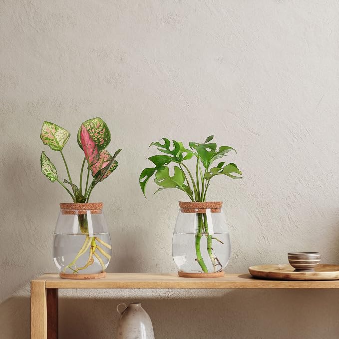 2 Pcs Propagation Vases, Tabletop Plant Terrarium for Propagating Hydroponic, Glass Terrarium Vase Jars, Home Kitchen Decorations and Gifts for Plant Lovers