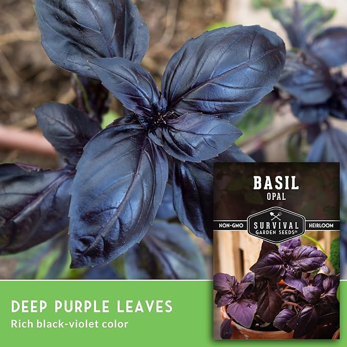 Opal Basil Seeds for Planting - Survival Garden Seeds (5 Pack) | Dark Purple, Nearly Black Leaves - Unique Herb Seed Variety - Heirloom, Non-GMO Herbs for Home Gardens