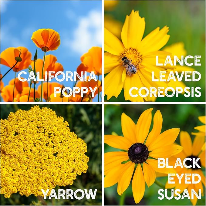 Mountain Valley Seed Co All Annual Wildflower Seed Mix 1 lb, 16,000 Seeds | 21 Flower Varieties Including Poppy, Indian Blanket, Flax – Attracts Pollinators – Bulk Wildflower Seed for Planting