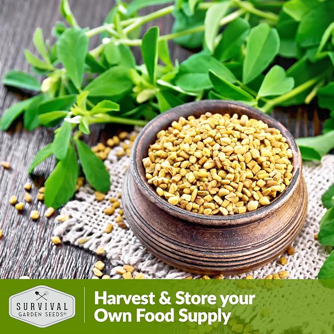 Fenugreek Seeds for Planting - Heirloom Methi Herb for Microgreens, Leaves, and Spice Seed Harvests - Non-GMO Garden Seed - Survival Garden Seeds (5 Packs)
