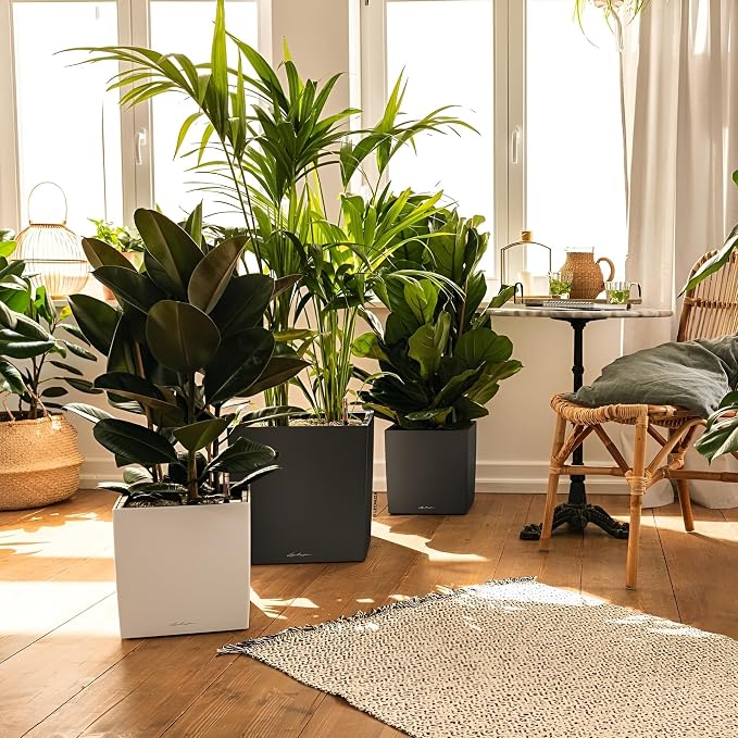 Lechuza Cube 50 Premium Charcoal Metallic, Self-Watering Square Planter, H19.3 L19.3 W19.3 in