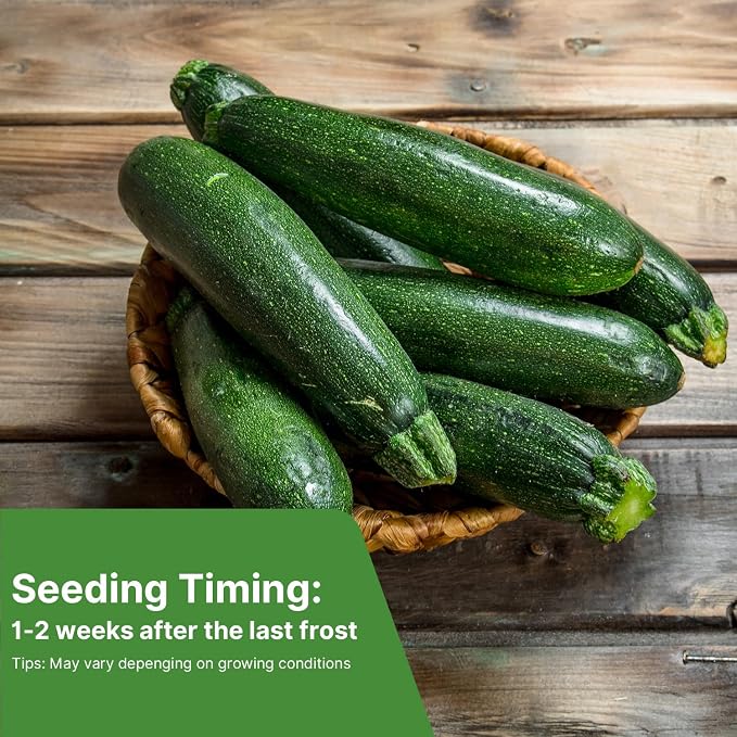 Groundio Black Beauty Zucchini Seeds 50+ Non-GMO Heirloom, High Germination Summer Squash Seeds for Planting, Dark Green Tender Fruits, High Yield Vegetable Garden Crop (Cucurbita Pepo)
