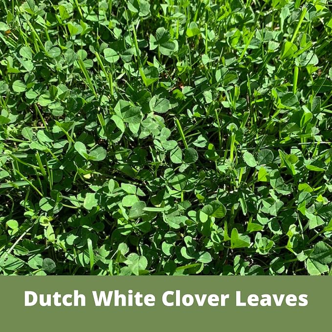 Flawn Seed Dutch White Clover Seed, 5 Lbs, Organic Coated, Natural Lawn, Ground Cover, Food Plot, Zones 3-9, Covers up to 18,000 Sqft