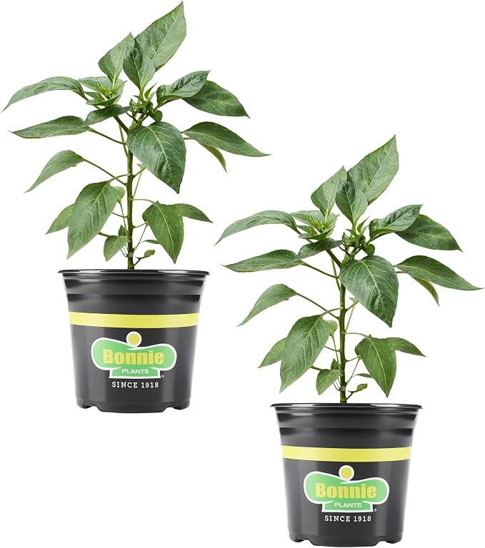 Bonnie Plants Poblano Pepper, Live Plant, 1 Gal., 2-Pack