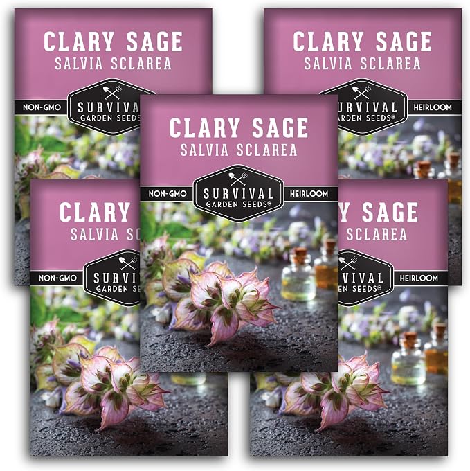 Clary Sage Seeds for Planting - Medicinal Herb for Aromatherapy & Pollinators, Fragrant Perennial Salvia Sclarea for Healing Gardens, Non-GMO Heirloom - Survival Garden Seeds (5 Packs)