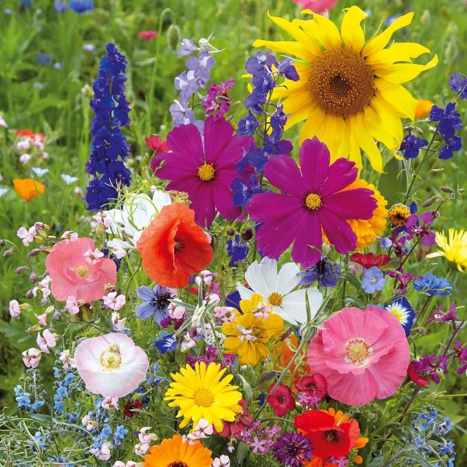 Eden Brothers Fairytale Flower Mixed Seeds for Planting, 1 lb, 480,000+ Seeds with Calendula, Cosmos Dazzler, Cornflower | Attracts Pollinators, Plant in Spring or Fall, Zones 3, 4, 5, 6, 7, 8, 9, 10