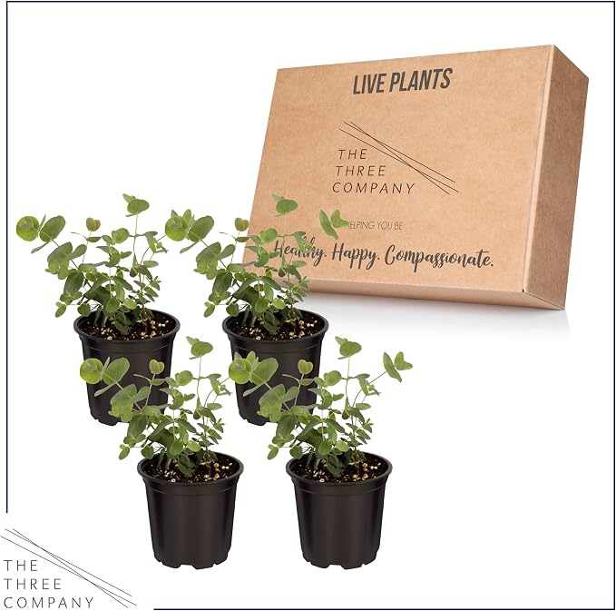 Live Herb - Eucalyptus (4 Per Pack), Aromatic and Health Enhancer, Natural Air Purifier, 10" Tall by 3" Wide