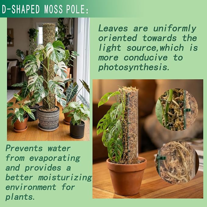 Metal Moss Poles for Climbing Plants, D-Shape Sphagnum Moss Pole Monstera Plant Support for Climbing Plants, DIY Plant Stakes Work with Sphagnum Moss (4ft D-Shaped & 6ft Round)