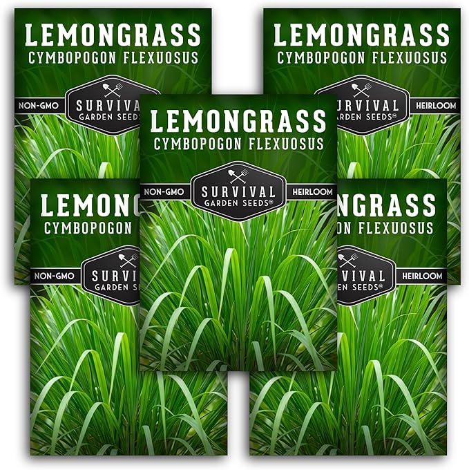 Lemongrass Seeds for Planting - Heirloom Asian Lemon Grass Seed - Fragrant Citrus Herb for Tea - Aromatic Garden Plant - Heirloom Non-GMO - Survival Garden Seeds (5 Packs)