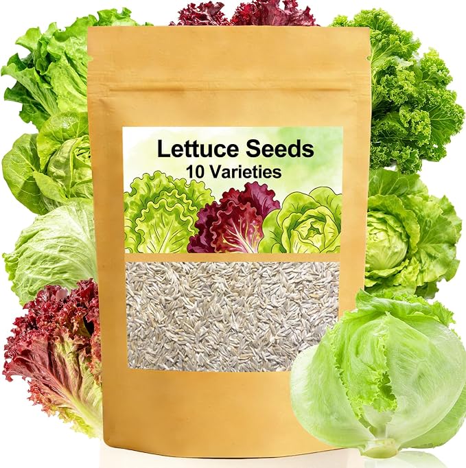 Lettuce Seeds, 10 Varieties Individual Packs