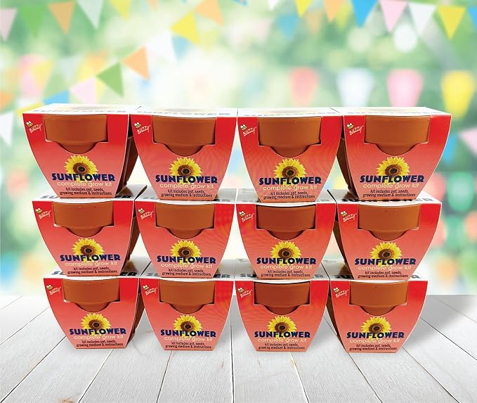BUZZY Seeds Sunflower Grow Kit 12-Pack - Mini Terracotta Pot Grow Set - Complete Indoor/Outdoor Gardening Kit with Seeds, Coconut Husk Growing Medium & Genuine Pots - 100% Grow Guarantee