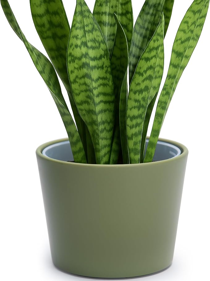 Phoenix Vine 6.6 Inch Olive Plastic Cachepot with Clear Nursery Pot, Decorative Lightweight Planter Cover with Transparent Inner Pot for Indoor Houseplants, Pack of 1, 24-C-F-1
