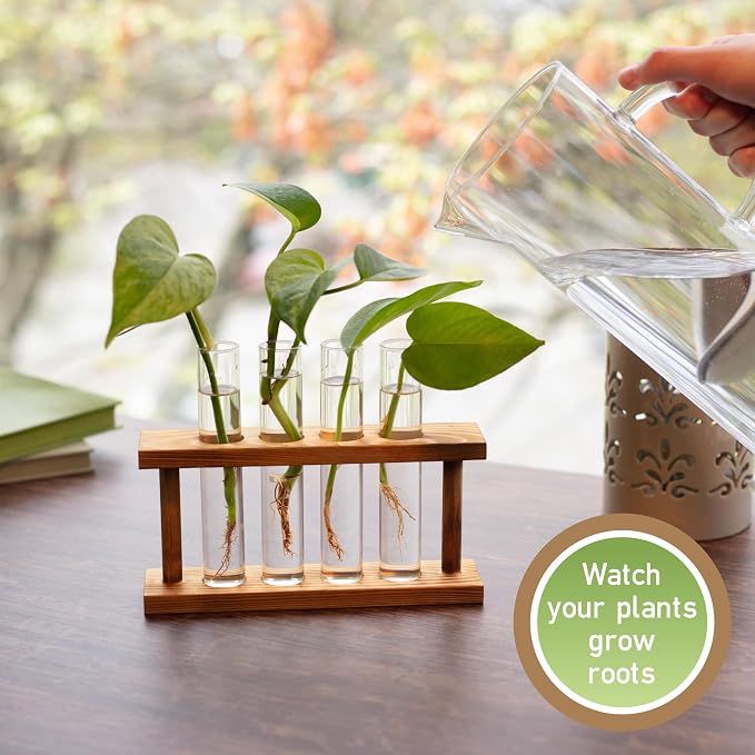 D'Eco Glass Plant Propagation Station (Set of 4 Tubes w Wooden Display) - Grow Hydroponics & Watch Them Grow Roots - Tabletop Vases for Spring Home & Office Decor for Plant Lovers