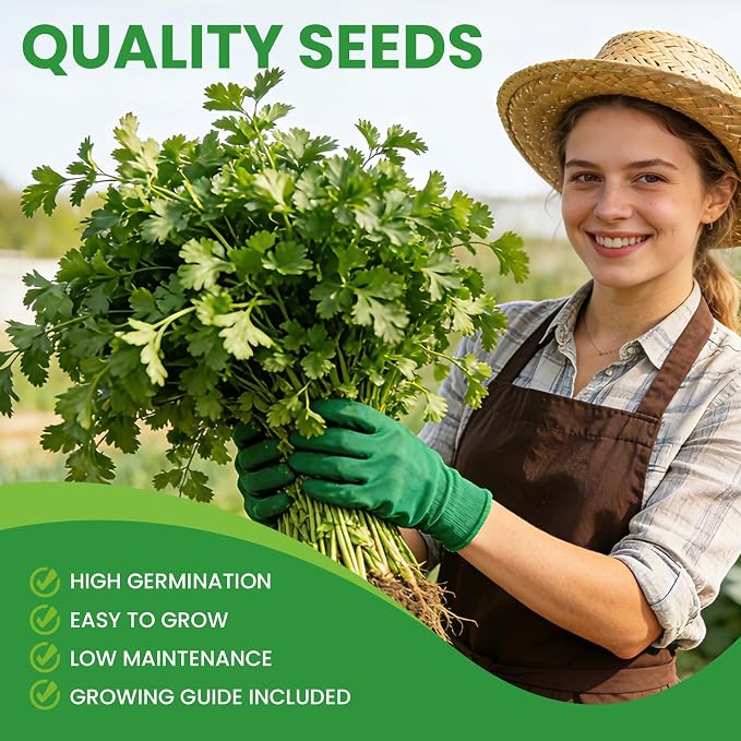 1200+ Cilantro Seeds for Planting Indoor Outdoor - Heirloom Coriander Herbs Seeds Kitchen Cooking Salads Vegetable Garden Easy to Grow